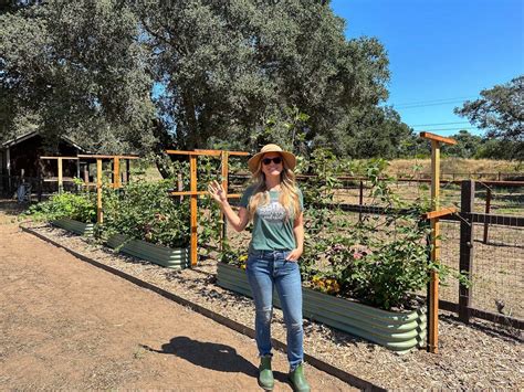 DIY Berry Trellis: How to Build a Wire Raspberry or Blackberry Trellis ...