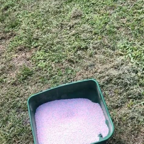 Maximize Your Lawn's Beauty: Does Scotts Weed and Feed Kill Clover ...