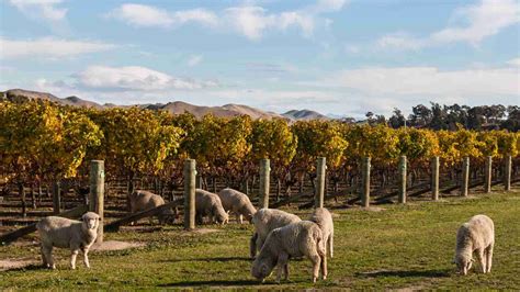 Flystrike Prevention and Treatment: Protecting Your Merino Sheep ...