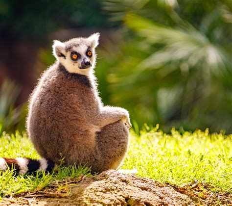 Lemur Sitting Free Stock Photo - Public Domain Pictures