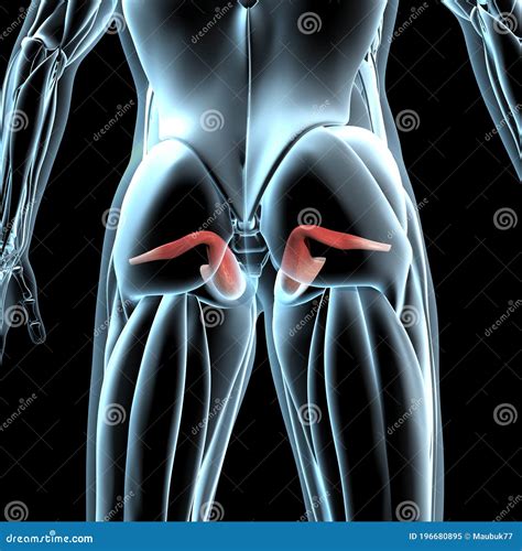 3d Illustration Of Obturator Externus Muscles On Xray Body Royalty-Free Cartoon | CartoonDealer ...