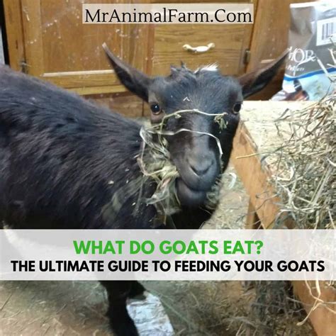What Do Goats Eat? A Guide To Feeding Your Goats