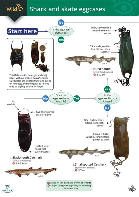 Great White Shark Egg Case Shark Egg Cases: A Peek Into Shark Nursery