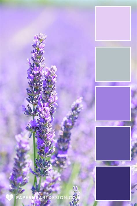 LAVENDER FIELDS FOREVER All the shades of lavender with a touch of ...