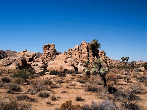Plan your trip to Joshua Tree National Park - Roadtrippers