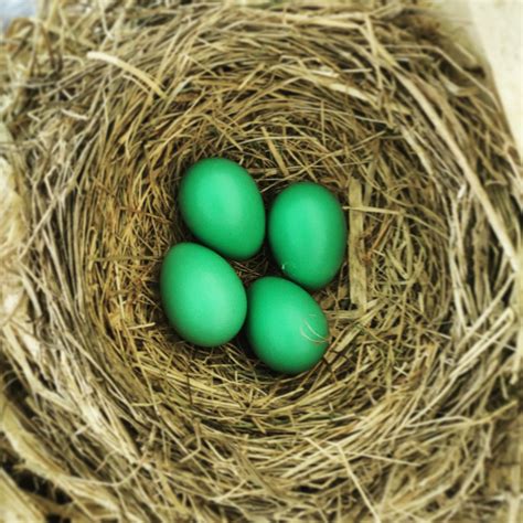 Robins Egg Blue Paint Color - Cool Product Critiques, Deals, and ...