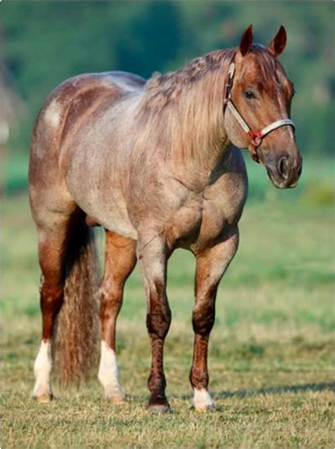 Metallic Cat a red roan Quarter Horse. Aqha Horses, Quarter Horse ...