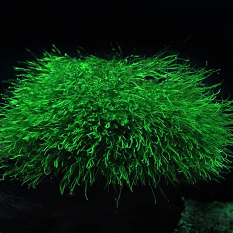 Java Moss Dry Start 的图像结果