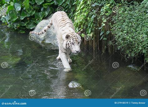 Bengal White Tiger stock image. Image of nature, animal - 27918519