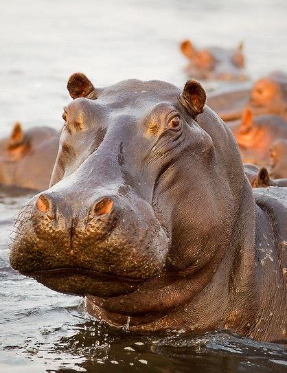 Image result for Hippo vs Python