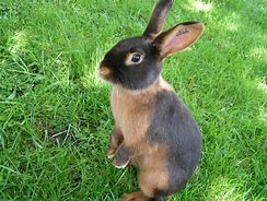 Image result for Stuffed Tan Bunny Rabbit