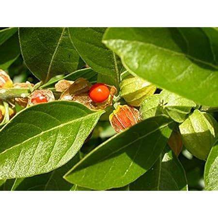 Creative Farmer Flower Seeds : Curled Kitchen Kale Home Garden Balcony ...