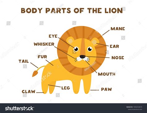 Body Parts Lion Animals Anatomy English: เวกเตอร์สต็อก (ปลอดค่า ...