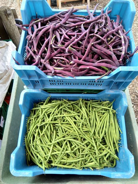 Different Kinds Of Green Beans