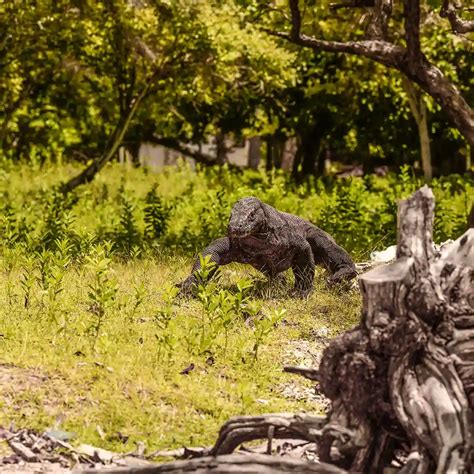Alternatives to Bali in Indonesia: 9 Remarkable Places Are Worth a Visit! - Komodo Luxury