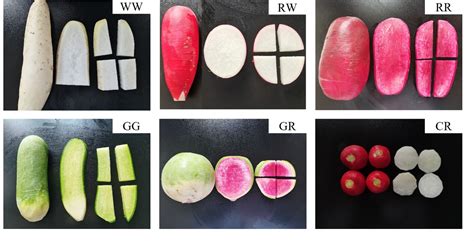 Image result for Multigraph Figure Example