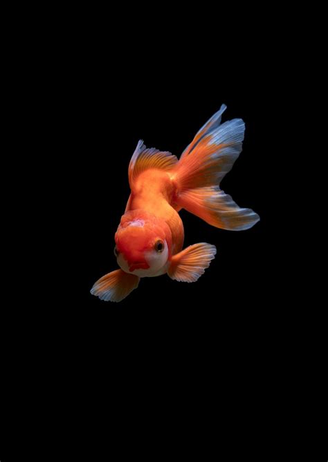 Fish vs. Monkey - What's the Difference? | This vs. That