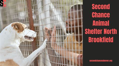 Second Chance Animal Shelter North Brookfield In 2024