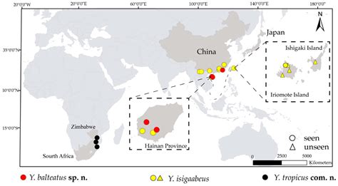 The Afro–Oriental Genus Yaeprimus Sasa et Suzuki (Diptera: Chironomidae ...