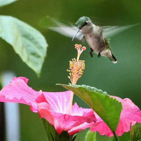 Do Vinca Flowers Attract Hummingbirds at Rose Wilkins blog