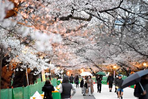 It’s Finally Here: Tokyo Declares Full Bloom For Cherry Blossom Season ...