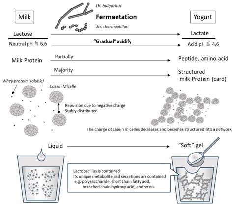 Protein Denaturation Of Yogurt at Steve Fuller blog
