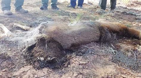 Mule deer maggot carcass | FWS.gov