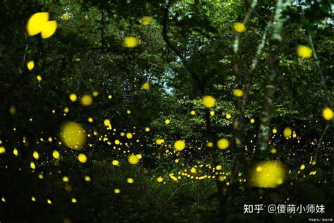 中国科学院西双版纳热带植物园，萤火虫进入观赏期 - 知乎