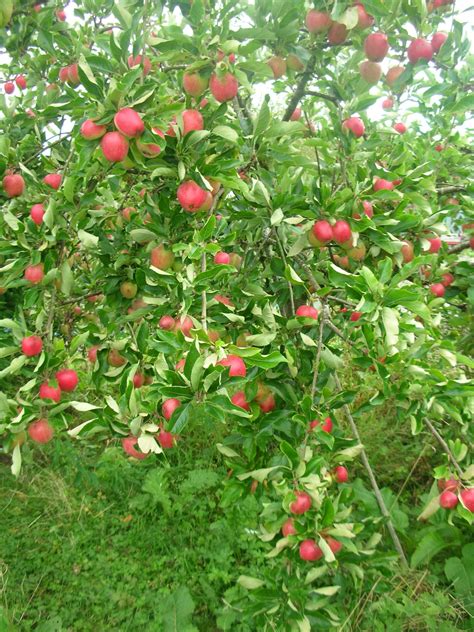 Apple Tree 的图像结果