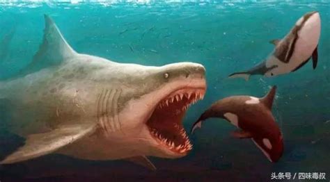 巨齿鲨--地球上曾出现过的最强大海洋掠食者之一 - 哔哩哔哩