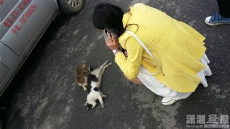 长沙一小区黑流浪猫受伤 黄猫在旁不离不弃(图)_新浪湖南新闻_新浪湖南