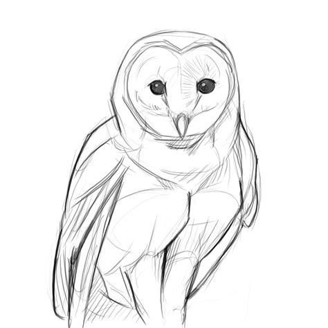 Barn Owl Line Drawing at GetDrawings | Free download