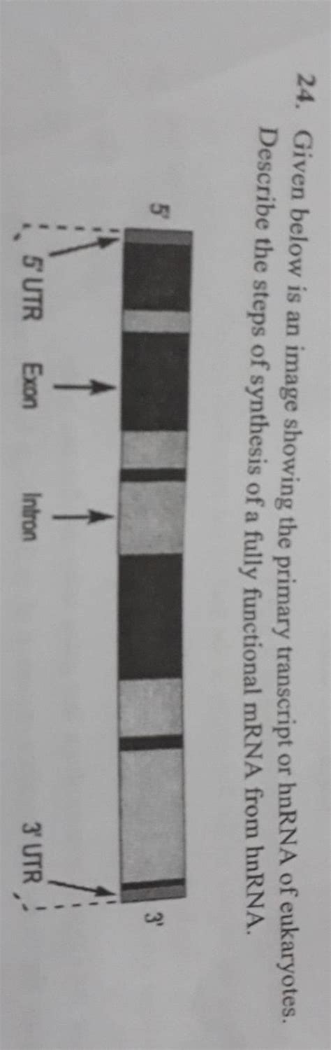 Primary microRNA Transcript 的图像结果