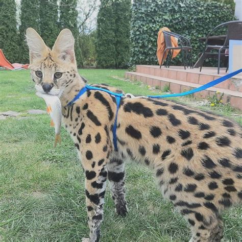 Are Serval Cats Good House Pets at Kathy Foley blog