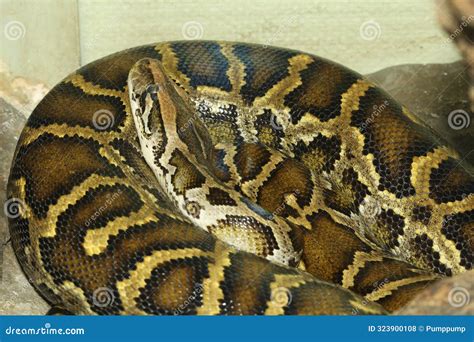 Image result for Burmese Python Head