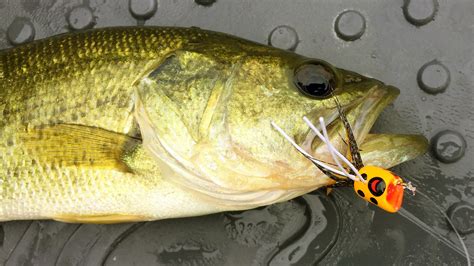 Long Run Park, Fly Fishing just inside the metro of Louisville, KY!