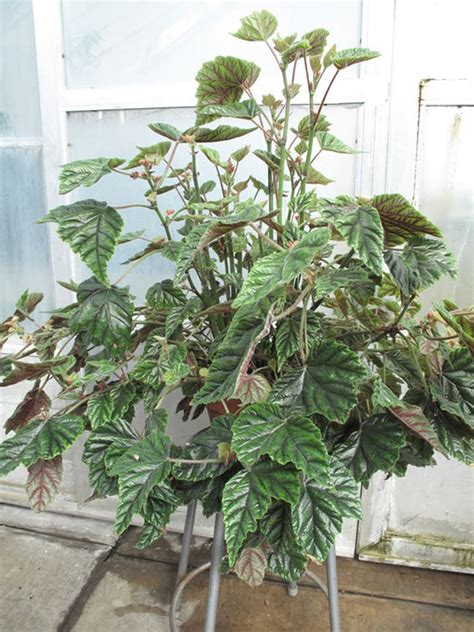 Begonia incarnata