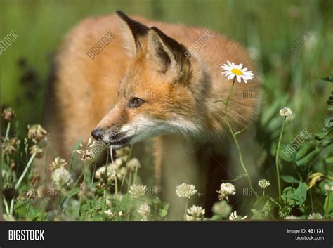 Daisy Fox Image & Photo (Free Trial) | Bigstock