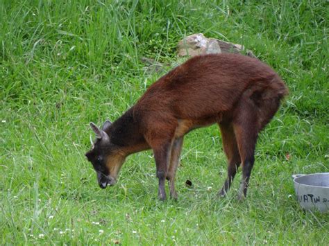 Colombia Identifies a New Genus of Deer: Andinocervus rufinus, a Lineage Unique in the World - genus of deer