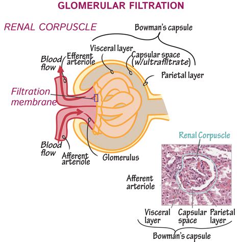 What Is Filtration Rate In Kidney at Phoebe Doane blog