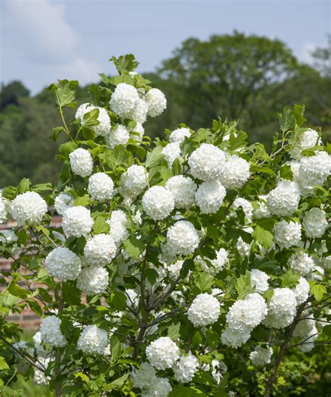 Best white flowering trees and shrubs for pots: 5 varieties | Homes and ...