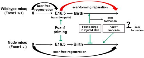 Foxn1 in Skin Development, Homeostasis and Wound Healing