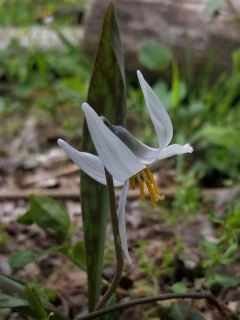 About White Trout Lily - Maryland Biodiversity Project