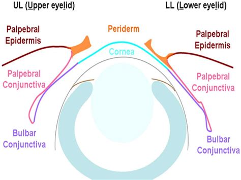 conjunctiva of human eye anatomy and physio.pptx