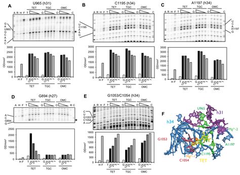 The Novel Aminomethylcycline Omadacycline Has High Specificity for the ...