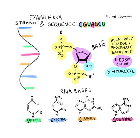 Basic Structure of RNA 的图像结果