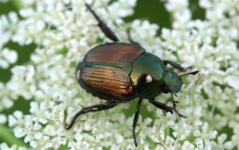 Do Birds Eat Japanese Beetles? | What Birds Eat Japanese Beetles?