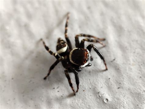 Adanson house jumping spider : r/spiderbro