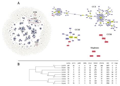 Species Distribution, Antifungal Susceptibility, and Molecular ...