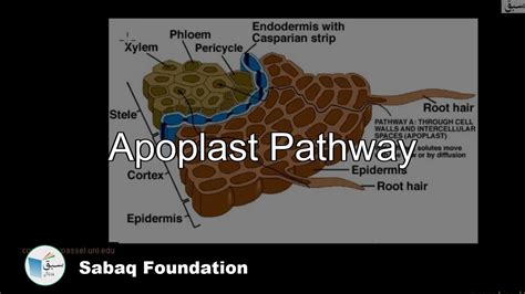 Image result for Apoplastic Pathway Model Kit